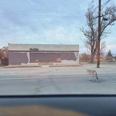 Coyotes (Out in California)